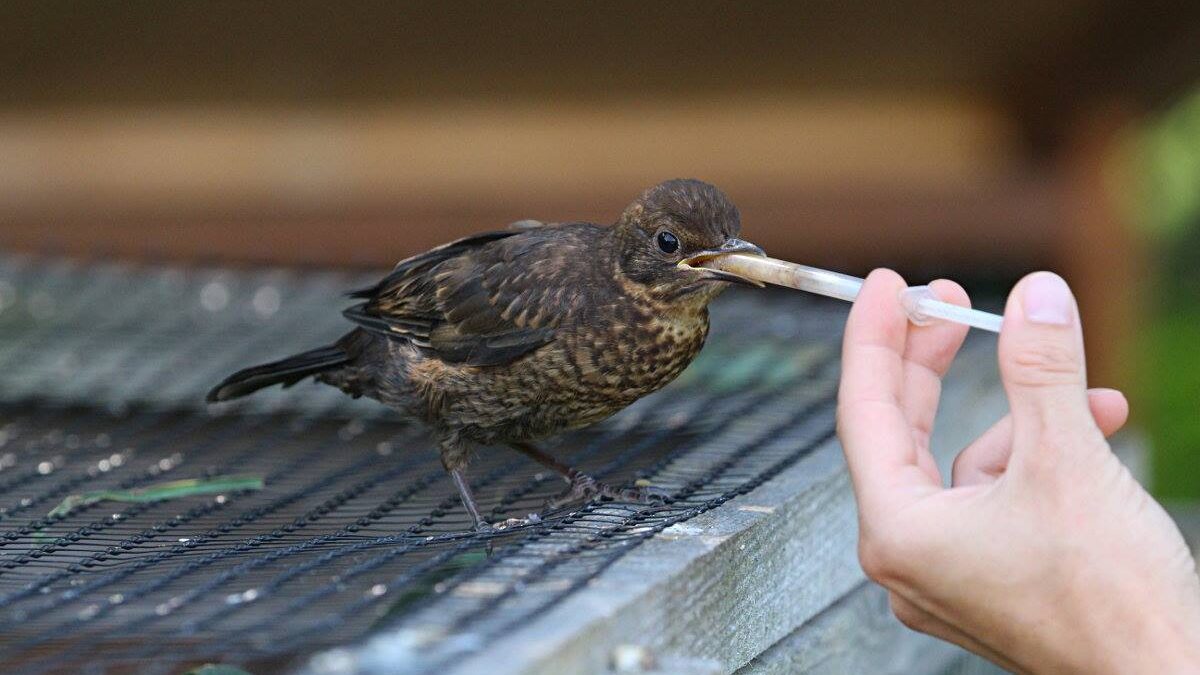 človek kŕmi vtáka